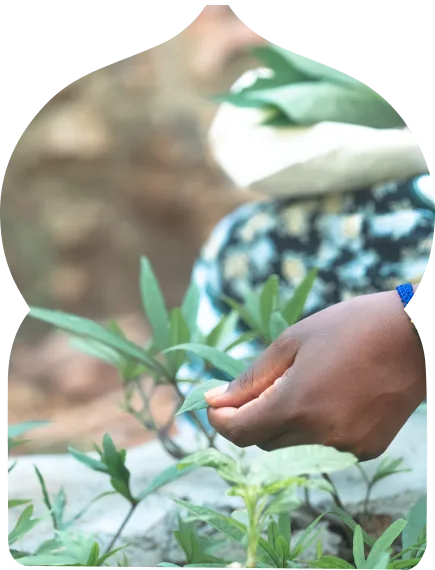 Seeds and seedlings cared for within Assalam's permaculture programme