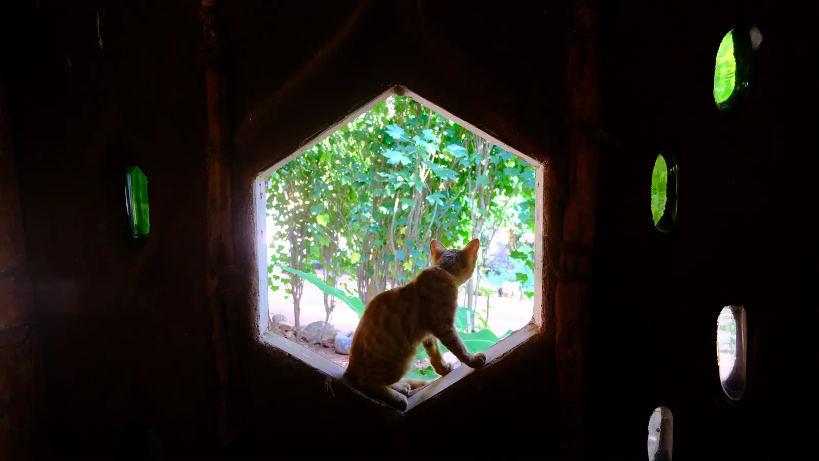Cat sitting in an octagonal Earth House window