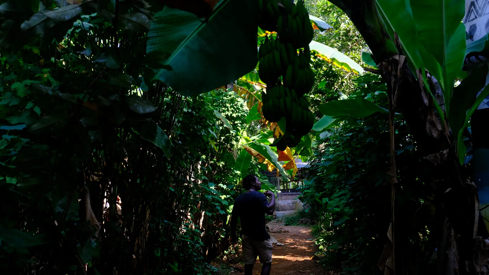 A food forest growing at the Living PEACE Village