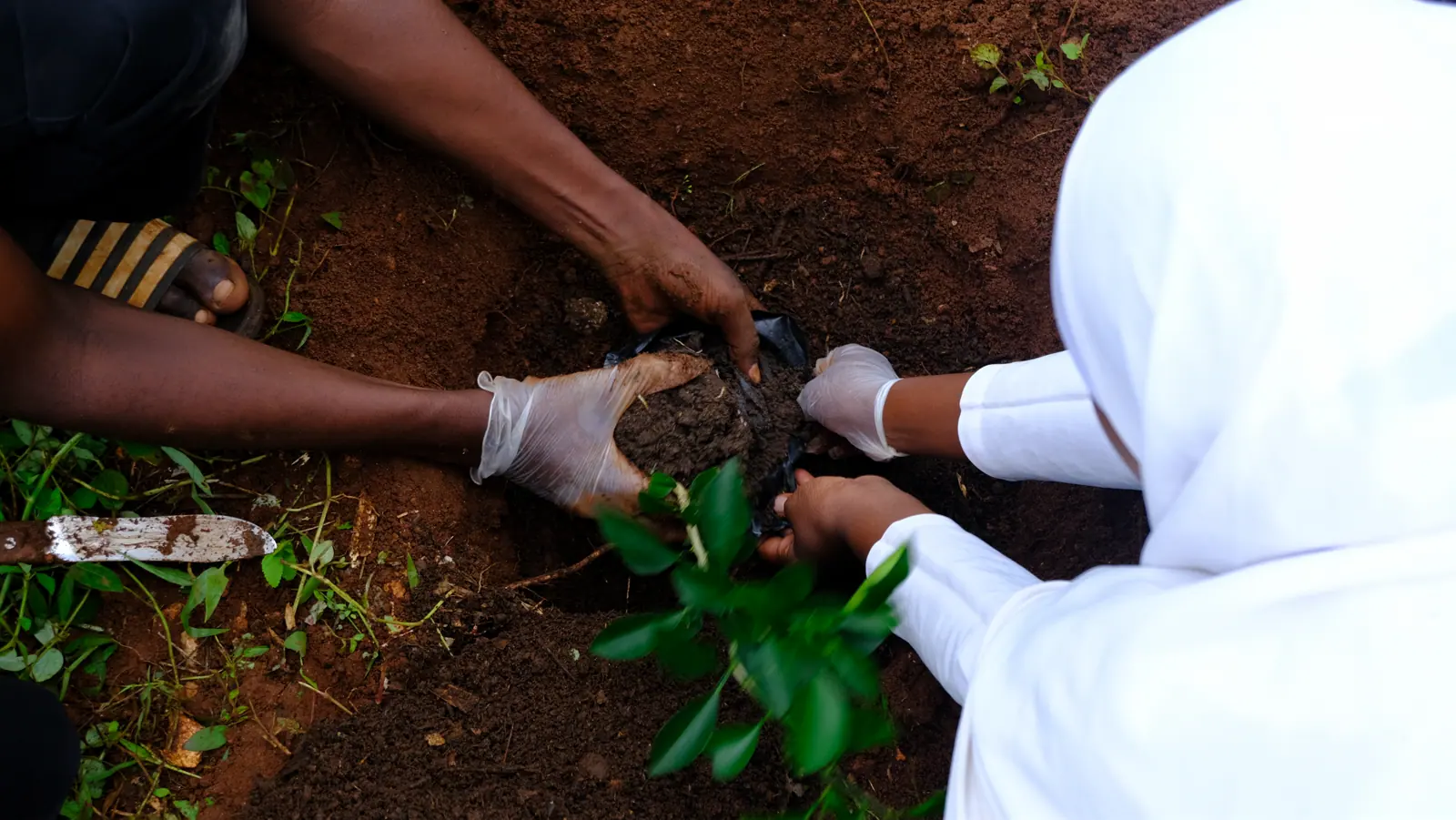 Students planting a seedling together with gloved hands
