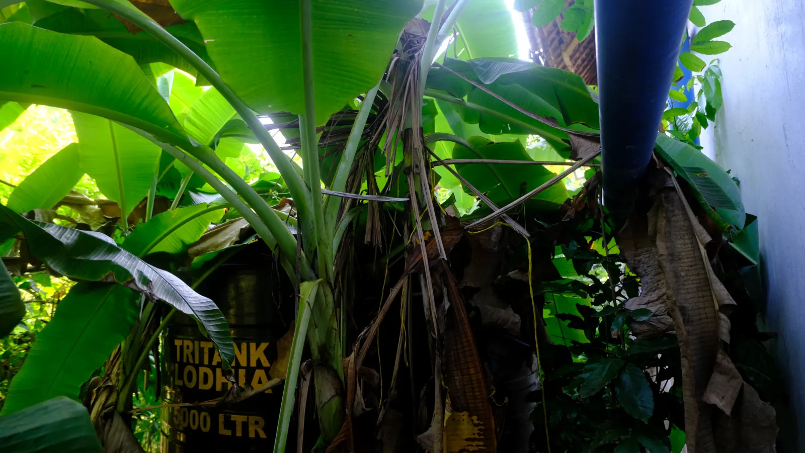 Rainwater tank placed beneath banana plants in the school garden