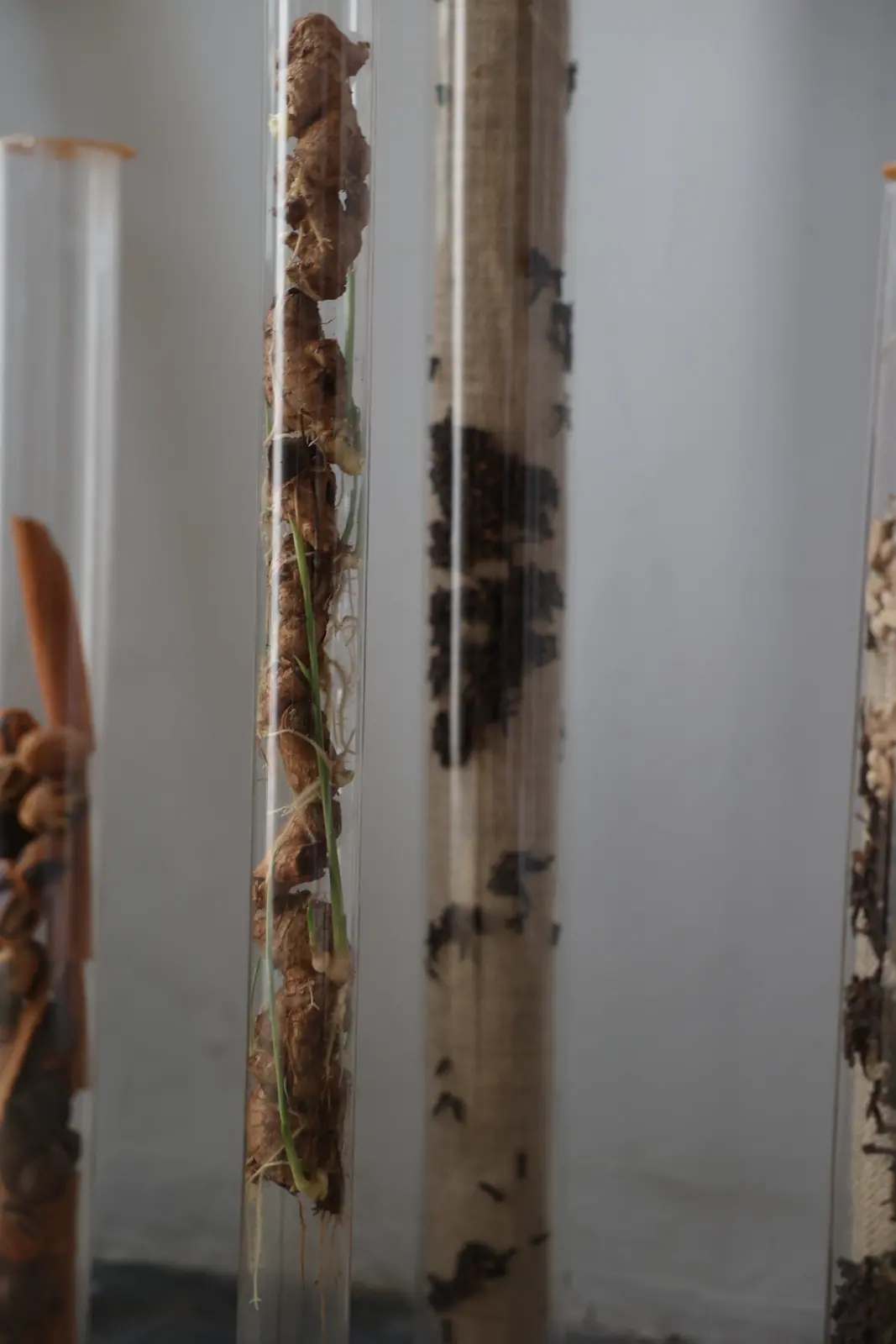 Spice and plant specimens displayed in clear museum tubes